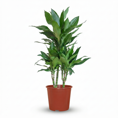 Green boutiQ - Kamerplant - Drakenbloedboom Janet Craig - Dracaena Janet Craig - Groen - Weinig onderhoud - 1 Plant - Kruka 21cm - Hoogte 90 - 100cm