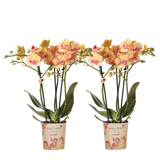 Orchidées Phalaenopsis orange Mineral Jamaica - lot de 2 ou 4 - pot Ø9 cm
