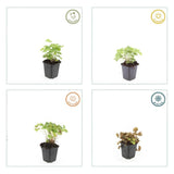 Alchémille en godet - Alchemilla mollis - H 10-25 cm, pot Ø9 cm - photo 6