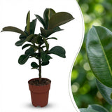 Green boutiQ - Kamerplant - Rubberplant - Ficus Elastica Cloe - Groen - Weinig onderhoud - 1 Plant - Kruka 19cm - Hoogte 65cm