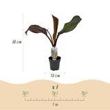 Green boutiQ - Fruitplant - Bananen plant - Ensete ventricosum Maurelli - Winterhard - 6 växtn - Kruka 12cm Hoogte 30cm
