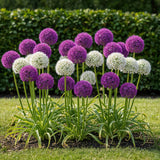 Green boutiQ - Bloembollen - Allium Purple White Mix - Kleur Paars i Wit - 15 stuks - Bolmaat 10/12 - XXL Pack