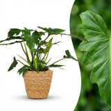 Green boutiQ - Kamerplant - Philodendron - Philodendron Lacerum - Groen - Weinig onderhoud - 1 Plant - met Mand - Kruka 19cm - Hoogte 65cm