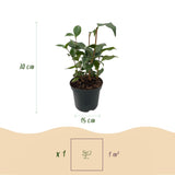 Green boutiQ - Heesters - Camelia japonica Tricolour - Bloem Roze, Wit i Rood - 3 Växtn - 1 m2 - Groenblijvend - Kruka 15cm Hoogte 30cm