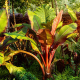 Green boutiQ - Fruitplant - Bananen plant - Ensete ventricosum Maurelli - Winterhard - 4 växtn - Kruka 17cm Hoogte 40cm