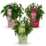Green boutiQ - Trädgårdsväxt - Hydrangea panniculata Groundbreaker Blush - Greeny - Ruby - Pyramidhortensia - Kompakt - Rosa-Grön-Röd - 3 Växter - Kruka 14cm - Höjd 20-25cm