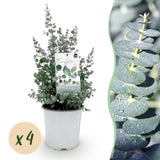 Green boutiQ - Terrasplant - Eucalyptus boom - Eucalyptus gunni  - Grijs - 4 Växtn - Winterhard - Kruka 17cm Hoogte 40cm