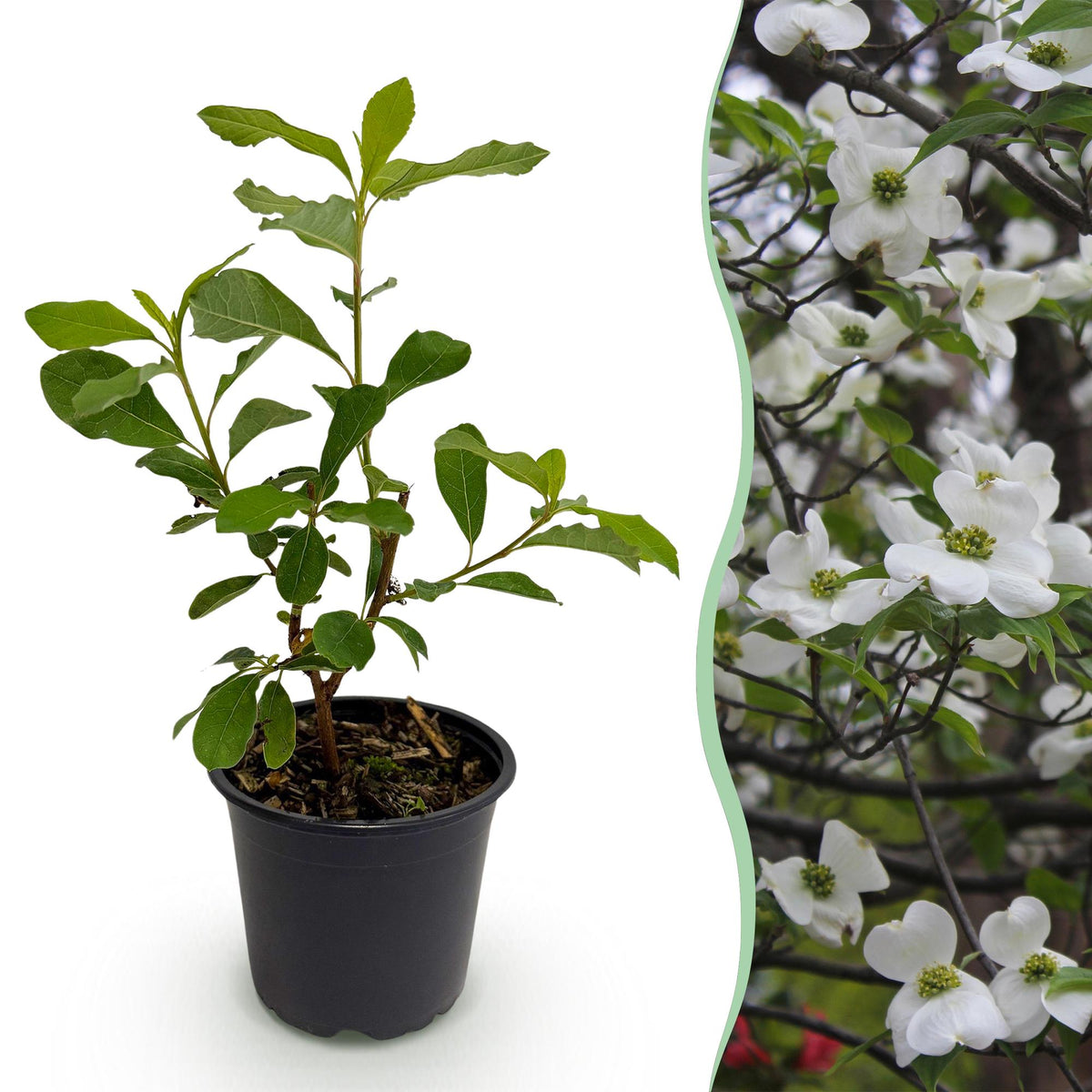 Green boutiQ - Tuinplant - Cornus Florida - Bloem Wit-Roze - 1 Plant - Bladverliezend - Weinig Onderhoud - Kruka 12cm Hoogte 35cm