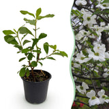 Green boutiQ - Tuinplant - Cornus Florida - Bloem Wit-Roze - 1 Plant - Bladverliezend - Weinig Onderhoud - Kruka 12cm Hoogte 35cm