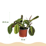 Green boutiQ - Kamerplant - Chlorophytum - Maranta - Calissia - Nephrolepsis - Mix van 4 - Huisdiervriendelijke Växtn - Groen - 4 Växtn - met Mand - Kruka 12cm - Hoogte 25cm