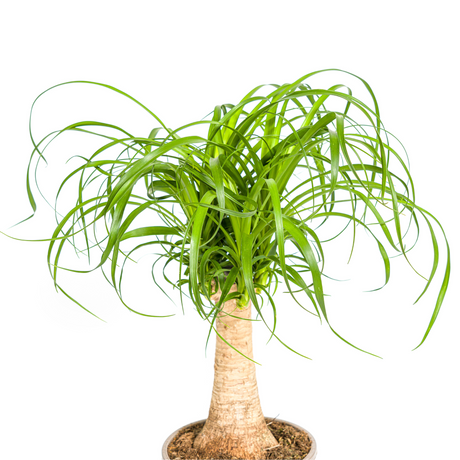 Beaucarnea Recurvata Stam Ø17cm - ↕40 - 60cm