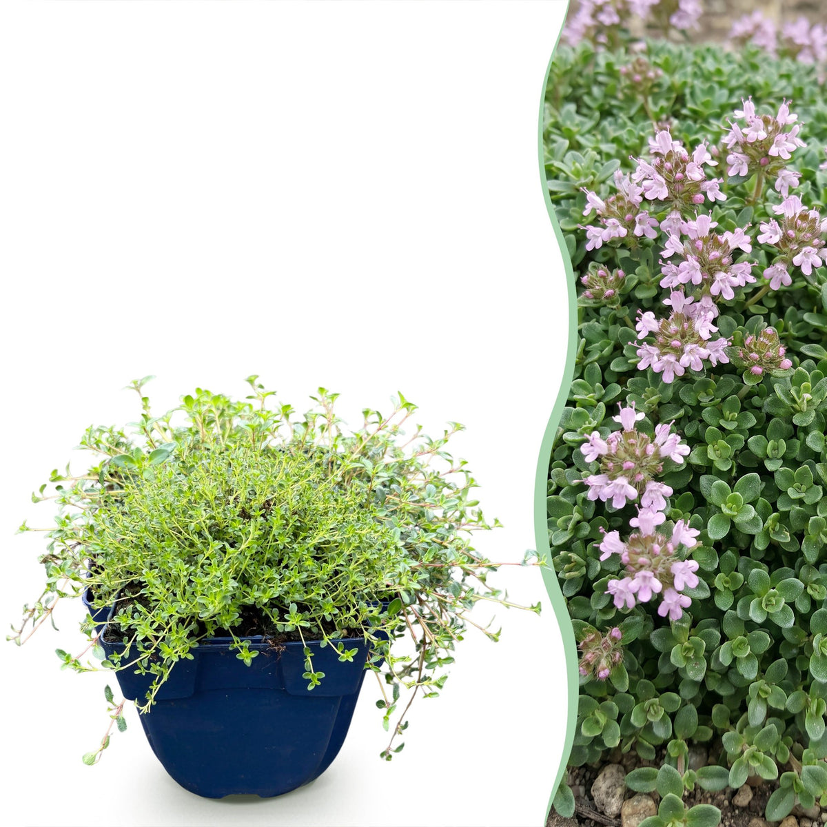 Thym rampant Minor - H 15-25 cm, pot Ø11 cm