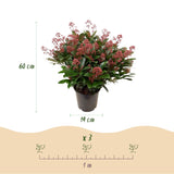 1x - Terrasplant - Skimmia japonica Rubella - Bloem Rood - 40+ Bloemen - 1 Plant - Winterhard - Kruka 19cm Hoogte 60cm