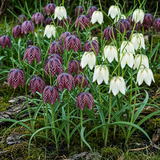 Green boutiQ - Bloembollen - Fritillaria Meleagris Mix - Kleur Paars i Wit - 30 stuks - Bolmaat 6/7 - XXL Pack