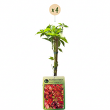 Vigne vierge Engelmannii - Parthenocissus quinquefolia - H 35 cm, pot Ø9 cm - photo 2