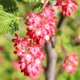 Green boutiQ - Heesters -  Ribes sanguineum Kind Edward - Bloem Rood - 1 Plant - Bladverliezend - Weinig Onderhoud - Kruka 17cm Hoogte 45cm