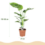 Green BoutiQ - Kamerväxtn - Strelitzia Nicolai - Paradijsvogelbloem - Weinig onderhoud - Groen - 1 Plant - met Potter Wit - Kruka 21cm - Hoogte 110-120cm