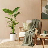 Green BoutiQ - Kamerväxtn - Strelitzia Nicolai - Paradijsvogelbloem - Weinig onderhoud - Groen - 1 Plant - met Potter Wit - Kruka 21cm - Hoogte 110-120cm