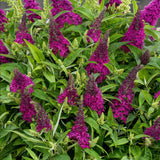Green boutiQ - Tuinplant - Buddleja davidii Butterfly Candy Little Ruby - Vlinderstruik - Compact - Rood - 1 Plant - Kruka 12cm - Hoogte 20-25cm