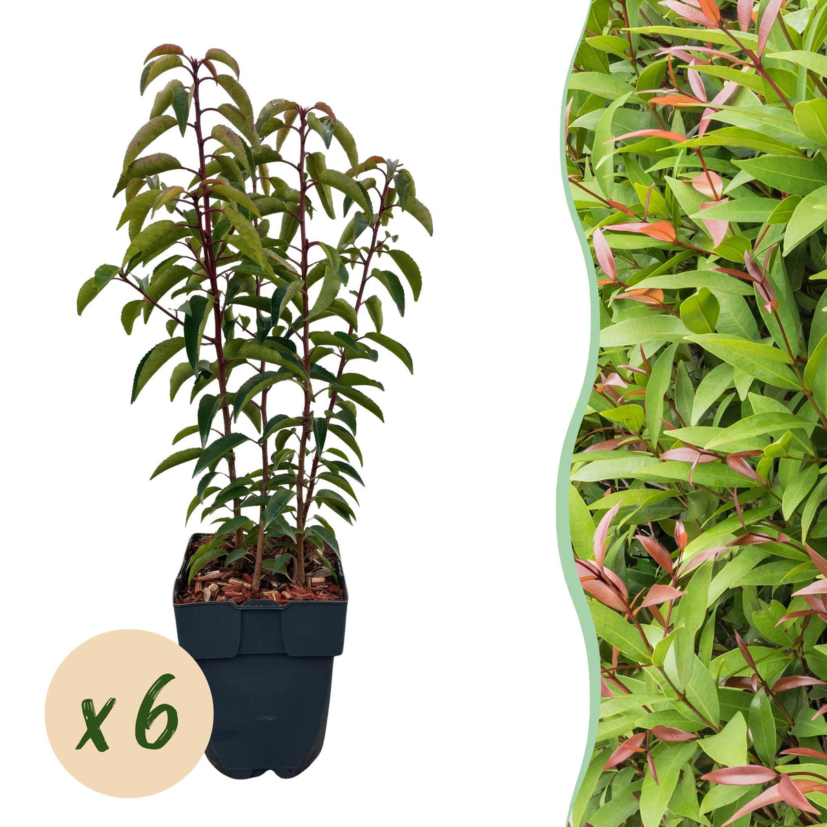 Green boutiQ - Haagväxtn - Prunus lusitanica Angustifolia - blad groen - 6 växtn - 1 strekkende meter - groenblijvend - kruka 17cm hoogte 50cm