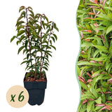 Green boutiQ - Haagväxtn - Prunus lusitanica Angustifolia - blad groen - 6 växtn - 1 strekkende meter - groenblijvend - kruka 17cm hoogte 50cm