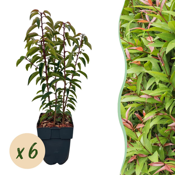 Green boutiQ - Haagväxtn - Prunus lusitanica Angustifolia - blad groen - 6 växtn - 1 strekkende meter - groenblijvend - kruka 17cm hoogte 50cm