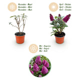 Green boutiQ - Tuinplant - Buddleja davidii Butterfly Candy Little Ruby - Vlinderstruik - Compact - Rood - 1 Plant - Kruka 12cm - Hoogte 20-25cm