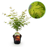 Green boutiQ - Terrasplant - Japanse Esdoorn - Acer palmatum Orange Dream - Oranje - 1 Plant - Bladverliezend - Kruka 19cm Hoogte 70cm