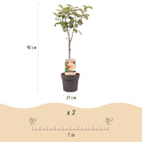 Green boutiQ - Fruitplant - Appelboom - Malus domestica Jonagold - Geel groene Appel - Kruka 21cm Hoogte 90cm