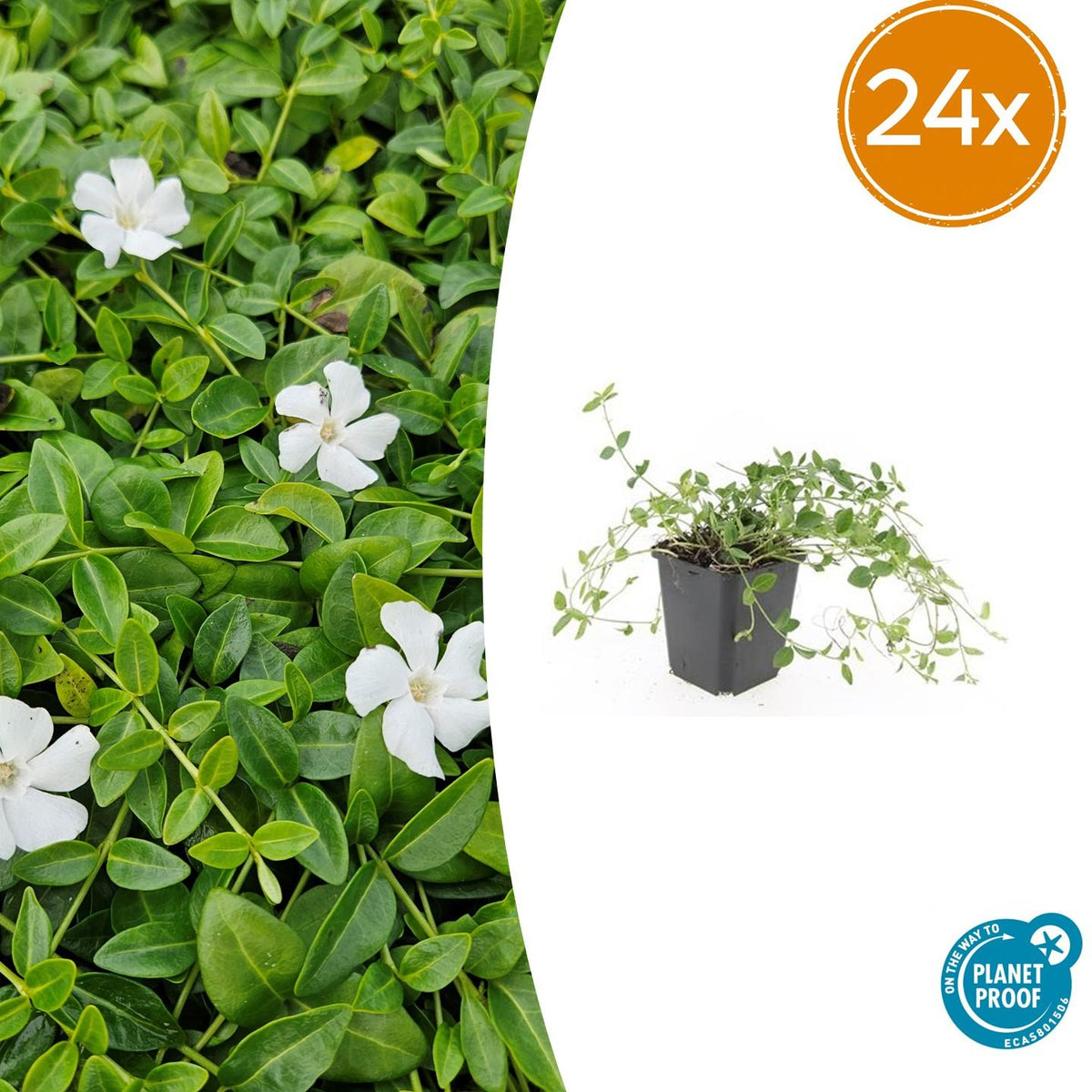 Petite pervenche Gertrude Jekyll en godet - Vinca minor - H 10-25 cm, pot Ø9 cm