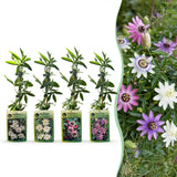 Passiflores arc-en-ciel - lot de 12 plants - pot Ø9 cm
