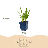 Agapanthe d'Afrique - H 15-25 cm, pot Ø11 cm