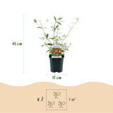 Green boutiQ - Tuinplant - Buddleja davidii Royal Red - Vlinderstruik - Winterhard - Rood - 3 Växtn - Kruka 17cm - Hoogte 45cm