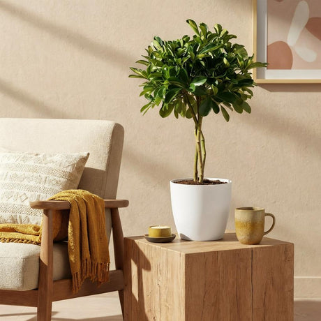 Green boutiQ - Kamerväxtn - Schefflera Gold Capelle - Vingerboom - Weinig onderhoud - Groen - goud - 1 Plant - met Potter Grijs - Kruka 21cm - Hoogte 70-80cm