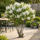 Green boutiQ - Trädgårdsväxt - Syringa vulgaris Mme Lemoine - Vanlig Syren - Frosttålig - Vit - 1 Växt - Kruka 17cm - Höjd 45cm