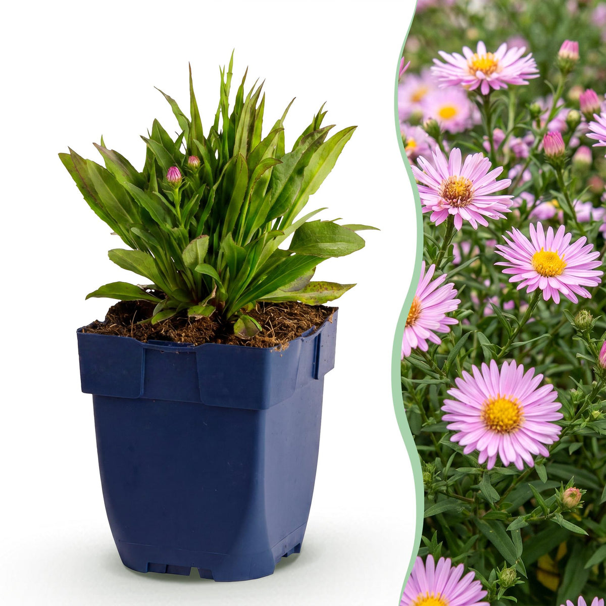 Aster nain Wood's Pink - H 15-25 cm, pot Ø11 cm