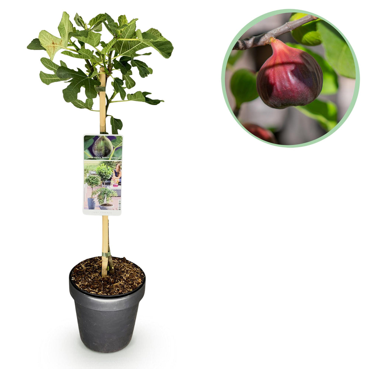 Green boutiQ - Tuinplant - Ficus carica Brown Turkey - Plant op stam - Terras Plant - Bladverliezend - Weinig Onderhoud - Kruka 19cm Hoogte 90cm