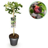 Green boutiQ - Tuinplant - Ficus carica Brown Turkey - Plant op stam - Terras Plant - Bladverliezend - Weinig Onderhoud - Kruka 19cm Hoogte 90cm