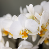 Kolibri Orchids - Surprise box mix - växtn voordeel box - verrassingsbox met 2 verschillende orchideeën Ø9cm - vers van de kweker