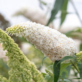 Green boutiQ - Vlinderstruik - Buddleja davidii White Profusion - Bloem Wit - 1 Plant - Bladverliezend - Vlinderlokkend -  Kruka 17cm Hoogte 25cm