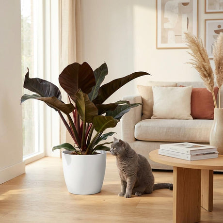 Green boutiQ - Kamerplant - Philodendron - Philodendron Imperial Red - Rood - Weinig onderhoud - 1 Plant - Kruka 19cm - Hoogte 60cm