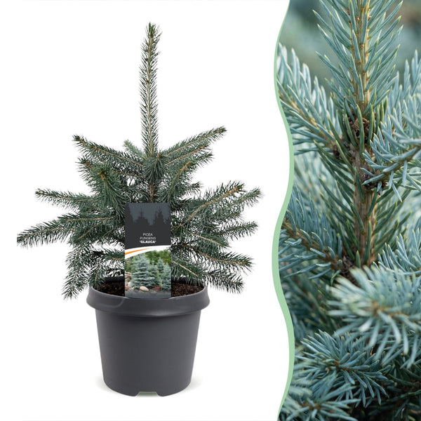 Épicéa bleu du Colorado - Picea pungens Glauca - H 60 cm, pot Ø23 cm