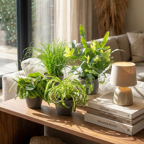 Green boutiQ - Kamerplant - Chlorophytum - Cyperus - Phlebodium - Marantha - Mix van 4 - Huisdiervriendelijke Växtn - Groen - 4 Växtn - met Mand - Kruka 12cm - Hoogte 25cm