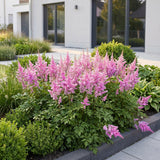 Astilbe naine Pumila - H 15-25 cm, pot Ø11 cm