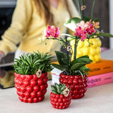 Kolibri Company | Växtnset Rode Phalaenopsis Orchidee Congo i Succulenten incl. keramieken Berry sierpotten