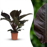 Green boutiQ - Kamerplant - Philodendron - Philodendron Imperial Red - Rood - Weinig onderhoud - 1 Plant - Kruka 19cm - Hoogte 60cm