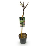 Green boutiQ - Tuinplant - Ficus carica Brown Turkey - Plant op stam - Terras Plant - Bladverliezend - Weinig Onderhoud - Kruka 19cm Hoogte 90cm