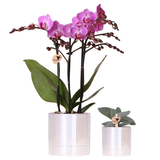 Kolibri Company | Växtnset Disco | Paarse Vienna orchidee Ø9cm + Succulent incl. keramieken sierpotten