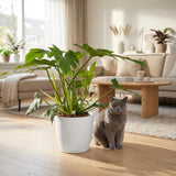 Green boutiQ - Kamerplant - Philodendron - Philodendron Lacerum - Groen - Weinig onderhoud - 1 Plant - met Mand - Kruka 19cm - Hoogte 65cm