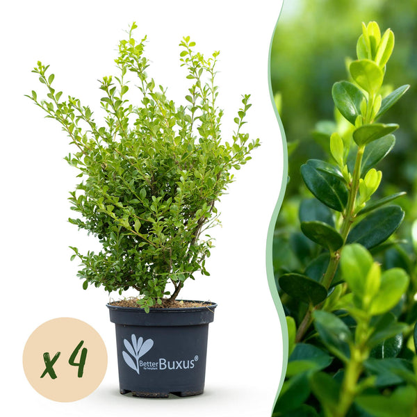 Green boutiQ - Buxus Haag - BetterBuxus Babylon Beauty - Resistant tegen de Buxus schimmel - 4 växtn - 1 strekkende meter - kruka 19cm hoogte 50-55